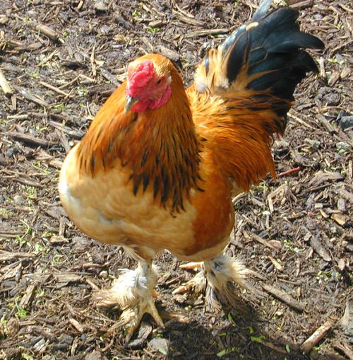 Ayam Jantan Bantam           Foto Wikimedia